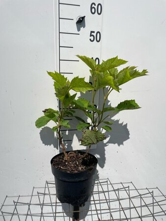 Hydrangea querc. Snow Queen geen maat specificatie cont. 3,0L - afbeelding 2