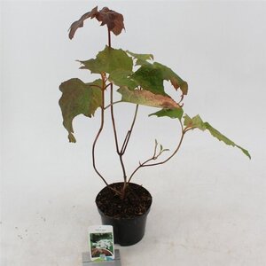 Hydrangea quercifolia 25-30 cm cont. 2,0L - afbeelding 5