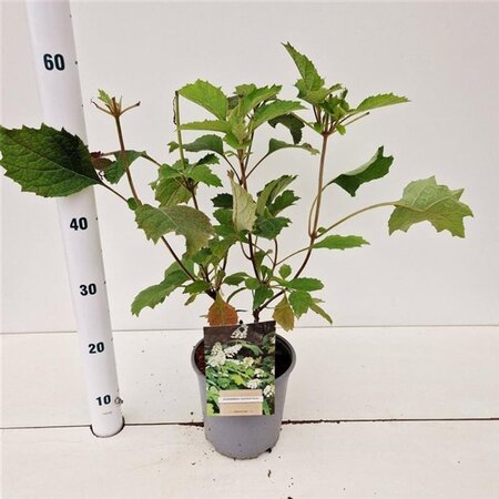 Hydrangea quercifolia 25-30 cm cont. 2,0L - afbeelding 6