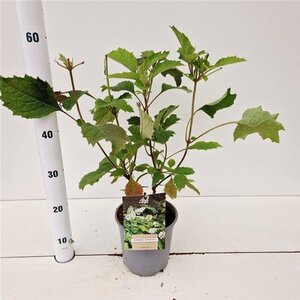 Hydrangea quercifolia 25-30 cm cont. 2,0L - afbeelding 6