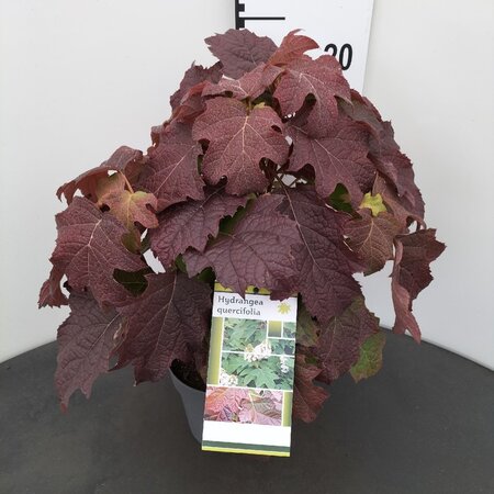 Hydrangea quercifolia 25-30 cm cont. 2,0L - afbeelding 1