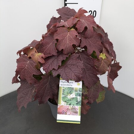 Hydrangea quercifolia 25-30 cm cont. 2,0L - afbeelding 3