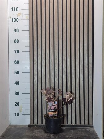 Hydrangea quercifolia 25-30 cm cont. 2,0L - afbeelding 8