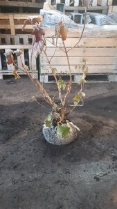 Hydrangea quercifolia 80-100 cm cont. 12L