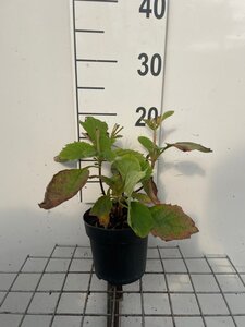 Hydrangea quercifolia geen maat specificatie cont. 1,3L