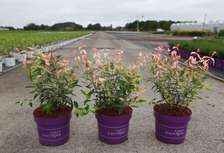 Hypericum Radiance 30-40 cm cont. 3,5L