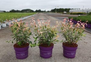 Hypericum Radiance 30-40 cm cont. 3,5L