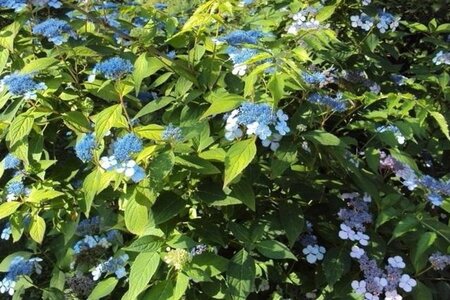 Hydrangea s. 'Bluebird' geen maat specificatie cont. 3,0L - afbeelding 1