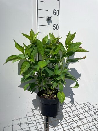 Hydrangea s. 'Bluebird' BLAUW geen maat specificatie cont. 3,0L - afbeelding 6
