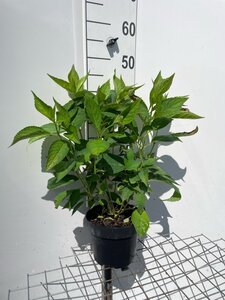 Hydrangea s. 'Bluebird' BLAUW geen maat specificatie cont. 3,0L - afbeelding 6