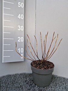 Hydrangea s. 'Bluebird' geen maat specificatie cont. 3,0L - afbeelding 5