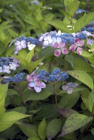 Hydrangea s. 'Bluebird' geen maat specificatie cont. 3,0L - afbeelding 3
