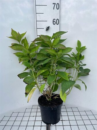Hydrangea s. 'Bluebird' geen maat specificatie cont. 3,0L - afbeelding 7