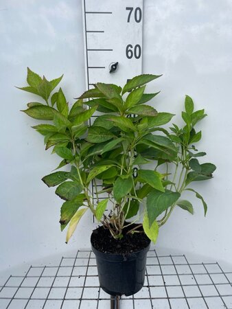 Hydrangea s. 'Bluebird' geen maat specificatie cont. 3,0L - afbeelding 6