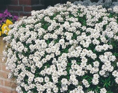 Iberis semp. 'Fischbeck' geen maat specificatie 0,55L/P9cm - afbeelding 6