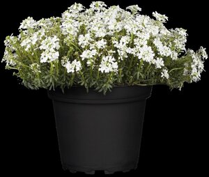 Iberis semp. 'Fischbeck' geen maat specificatie 0,55L/P9cm