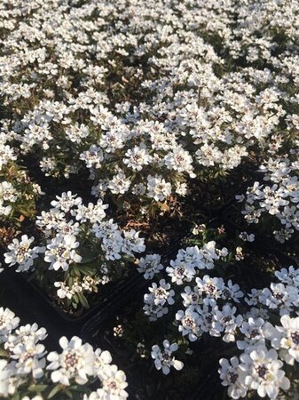 Iberis semp. 'Fischbeck' geen maat specificatie 0,55L/P9cm - afbeelding 3