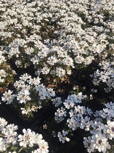 Iberis semp. 'Fischbeck' geen maat specificatie 0,55L/P9cm - afbeelding 3