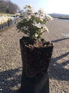 Iberis semp. 'Fischbeck' geen maat specificatie 0,55L/P9cm - afbeelding 4