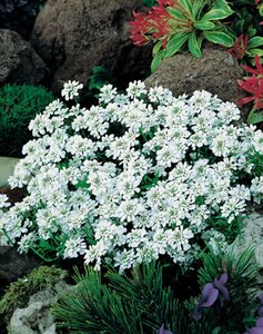 Iberis semp. 'Weisser Zwerg' geen maat specificatie 0,55L/P9cm - afbeelding 2