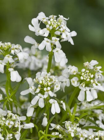 Iberis semp. 'Weisser Zwerg' geen maat specificatie 0,55L/P9cm - afbeelding 3