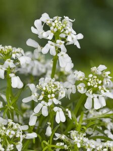 Iberis semp. 'Weisser Zwerg' geen maat specificatie 0,55L/P9cm - afbeelding 3