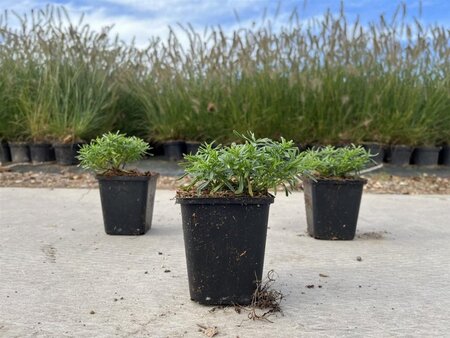 Iberis semp. 'Weisser Zwerg' geen maat specificatie 0,55L/P9cm