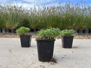 Iberis semp. 'Weisser Zwerg' geen maat specificatie 0,55L/P9cm