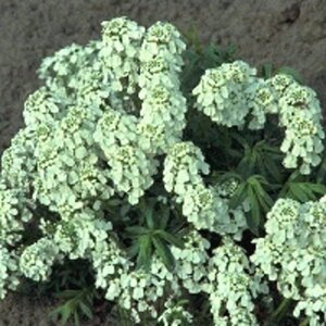 Iberis semp. 'Weisser Zwerg' geen maat specificatie 0,55L/P9cm - afbeelding 4