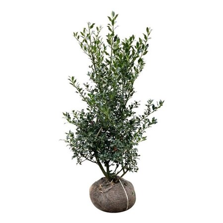 Ilex aq. 'Alaska' 100-125 cm met kluit - afbeelding 3