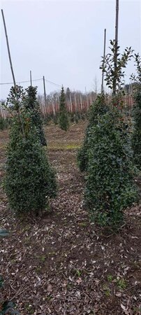 Ilex aq. 'Alaska' 100-125 cm met kluit - afbeelding 5