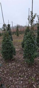 Ilex aq. 'Alaska' 100-125 cm met kluit - afbeelding 5