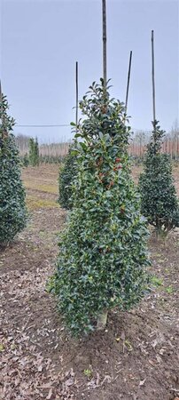 Ilex aq. 'Alaska' 100-125 cm met kluit - afbeelding 7