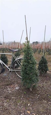 Ilex aq. 'Alaska' 100-125 cm met kluit - afbeelding 8