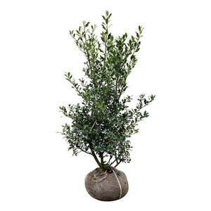 Ilex aq. 'Alaska' 100-125 cm RB - image 2