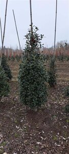 Ilex aq. 'Alaska' 100-125 cm RB - image 6