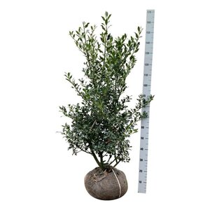 Ilex aq. 'Alaska' 100-125 cm RB - image 10