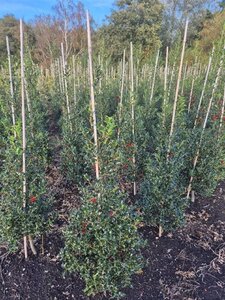 Ilex aq. 'Alaska' 100-125 cm RB - image 7