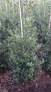 Ilex aq. 'Alaska' 100-125 cm RB - image 4