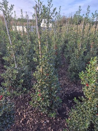 Ilex aq. 'Alaska' 125-150 cm met kluit - afbeelding 4