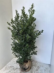 Ilex aq. 'Alaska' 125-150 cm met kluit - afbeelding 5