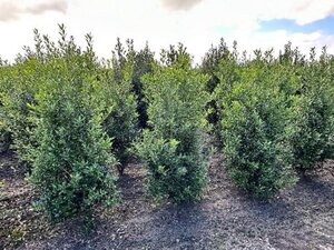 Ilex aq. 'Alaska' 125-150 cm met kluit - afbeelding 6