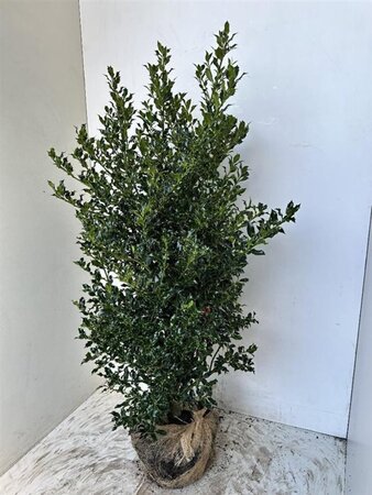 Ilex aq. 'Alaska' 125-150 cm RB - image 5