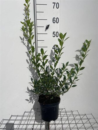 Ilex aq. 'Alaska' 60-80 cm cont. 3,0L - afbeelding 5