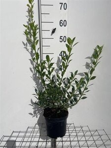 Ilex aq. 'Alaska' 60-80 cm cont. 3,0L - afbeelding 5
