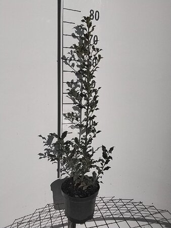 Ilex aq. 'Alaska' 60-80 cm cont. 3,0L - afbeelding 4