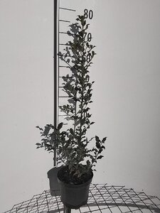 Ilex aq. 'Alaska' 60-80 cm cont. 3,0L - afbeelding 4