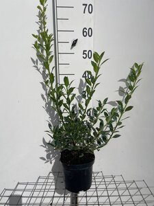 Ilex aq. 'Alaska' 60-80 cm cont. 3,0L - afbeelding 4