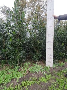 Ilex aq. 'Ammerland' 150-175 cm met kluit