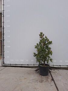Ilex altacl. 'Camelliifolia' 125-150 cm cont. 30L
